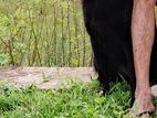 Belgian Shepherd Black Female