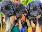 Belgium Shepherd Puppies