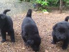 Belgium Shepherd Puppy