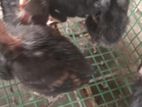 බෙලි කට්ටා පැටව්