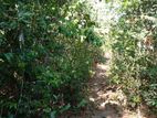 Beliatta, 534 Perches of land for immediate Sale