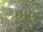 Beliatta, 534 Perches of land for immediate Sale