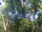 Beliatta, 534 Perches of land for immediate Sale