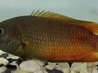 Belontia Signata Fish
