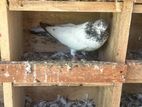 Pigeons