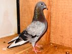 Belty male