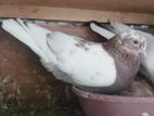 Belty Pigeon