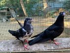 Pigeons