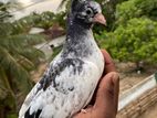 Belty Pigeon