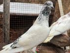 Belty Pigeons