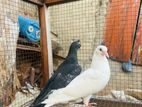 Belty Pigeons