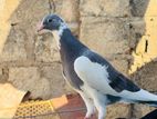 Belty Pigeons