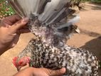 Black Mottled Pekin Bantam