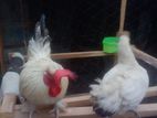Ben 10 Hen
