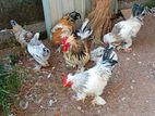 Ben 10 rooster with chicken