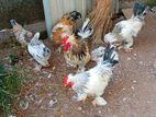 Bantam Chickens