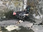 Ben Ten Chick