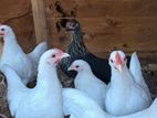 Bantams