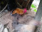 Farm Hen