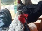 Farm Hens