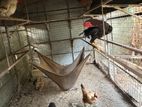 Chickens