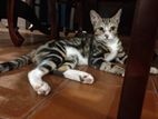 Bengal Cat for Crossing