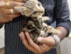 Bengal Cat Cross