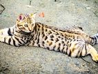 Bengal Cat
