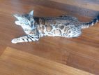Bengal Cat
