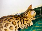 Bengal Cat