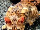 Bengal Female Cat