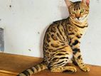 Purebred Bengal Cat