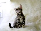 Bengal Kitten