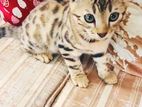 Bengal Kitten