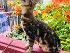 Bengal Kitten