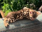 Bengal Kitten