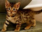 Bengal Kitten