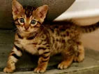 Bengal Kitten