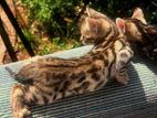 Bengal Kitten
