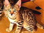 Bengal Kitten (Male)