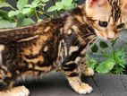 Bengal Kitten - Marble