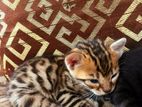 Bengal Kittens