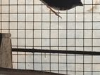 Bengalai finches
