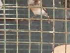 Finches Pair