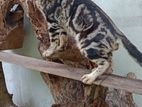 Bengali cat