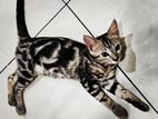 Bengali Cat
