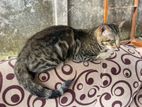 Bengali cat male
