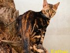 bengali cats