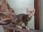 bengali cats