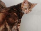 Bengali cats